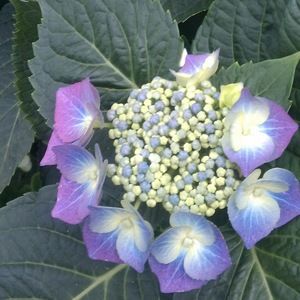 Meet your Posher, Connie